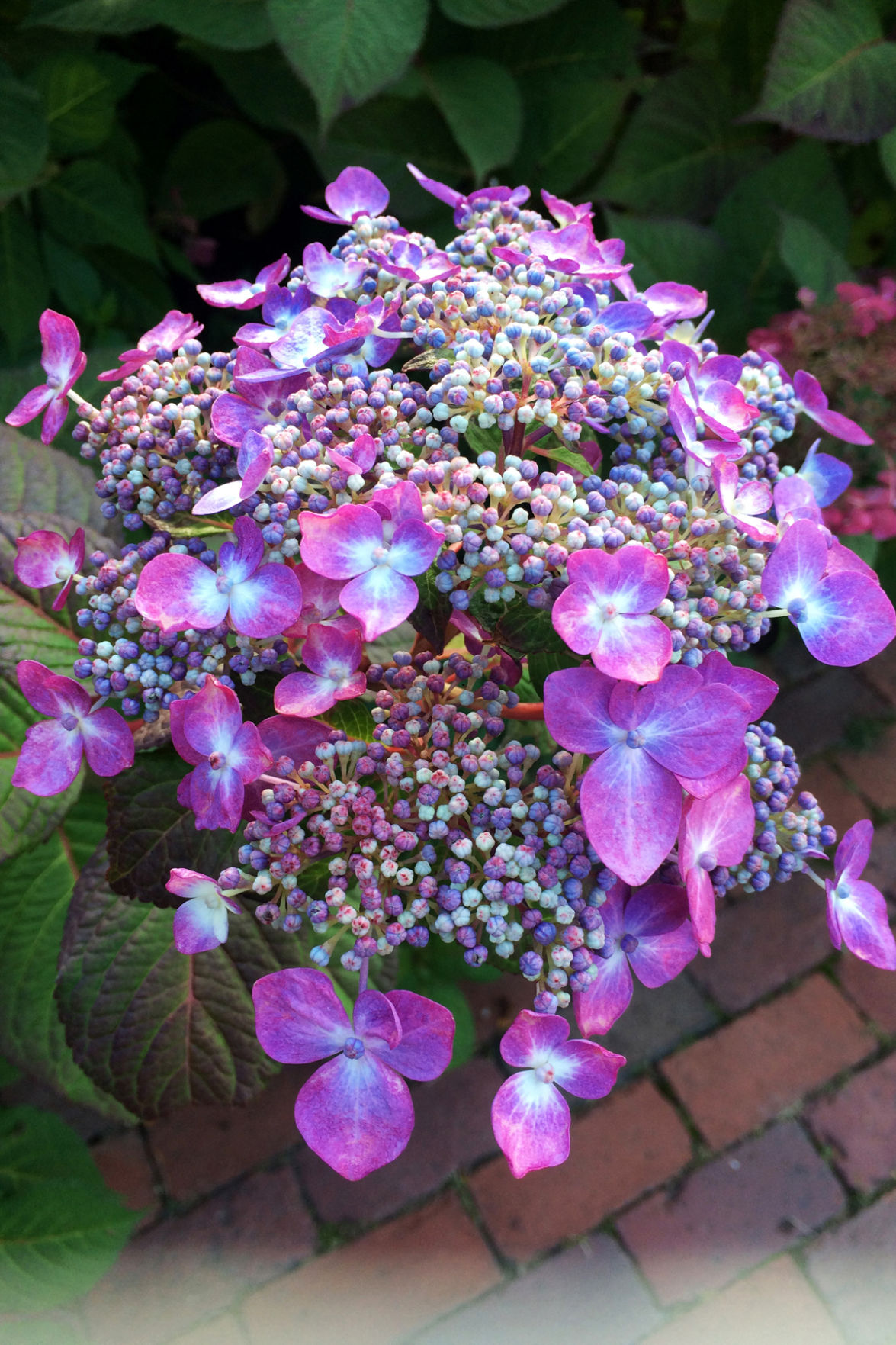 059 The hydrangeas were beauthiful!.jpg
